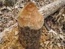 Beaver trees closeup